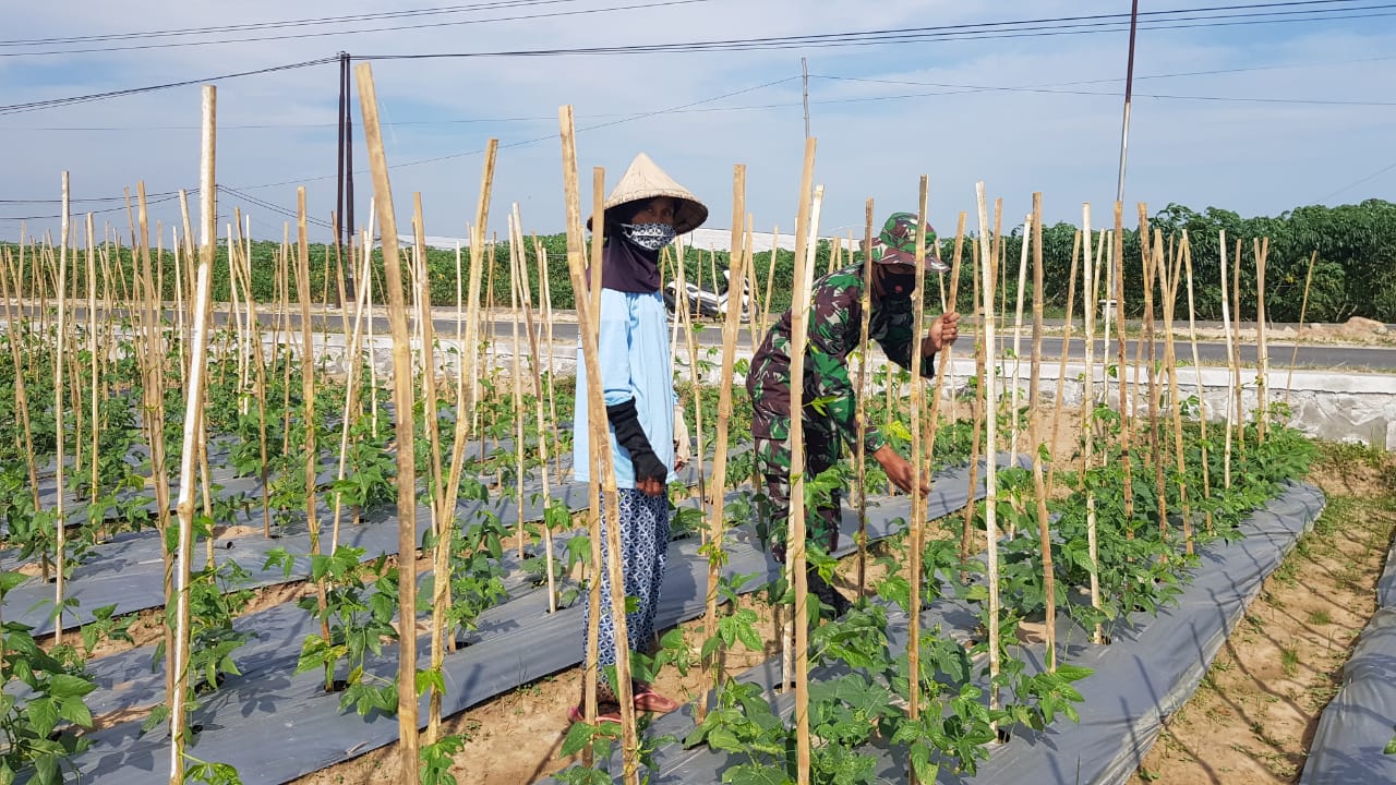 Ungkapan  Petani Kacang Panjang Dengan Hadirnya Jalan Betonisasi TMMD Ungkapan  Petani Kacang Panjang Dengan Hadirnya Jalan Betonisasi TMMD