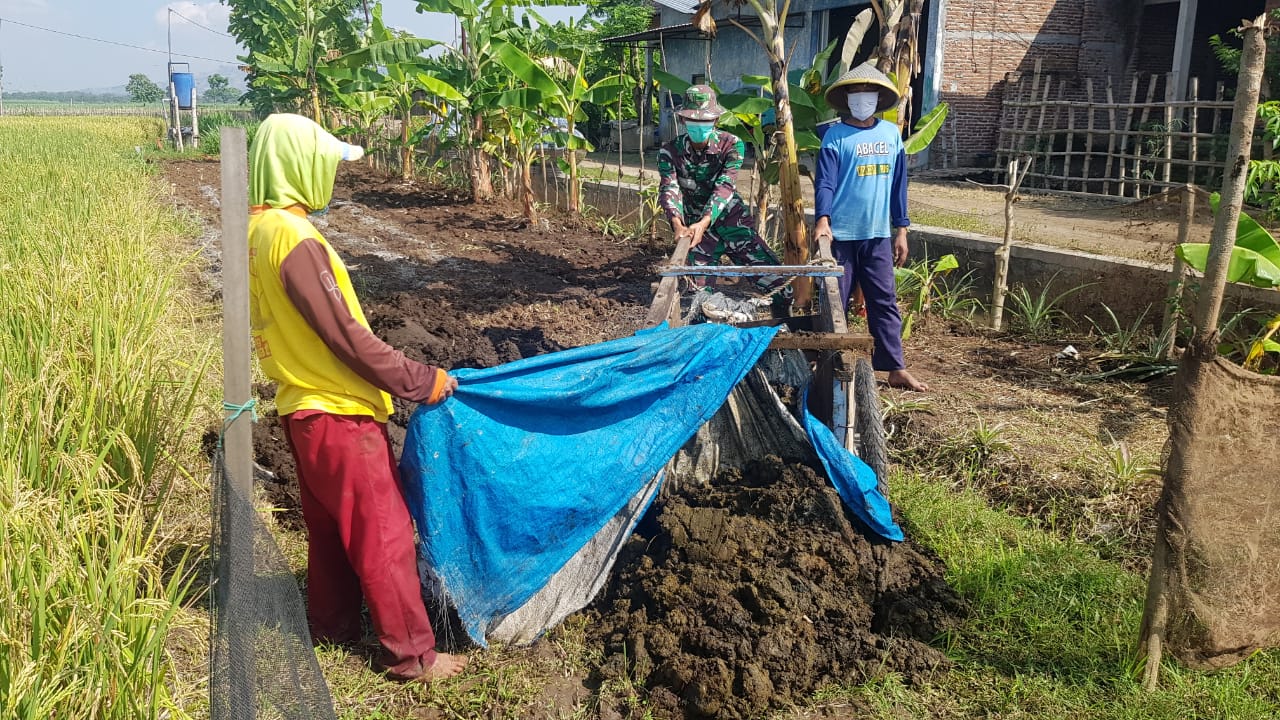 Memanfaatkan Kotoran Ternak Sebagai Pupuk Alami Tanaman