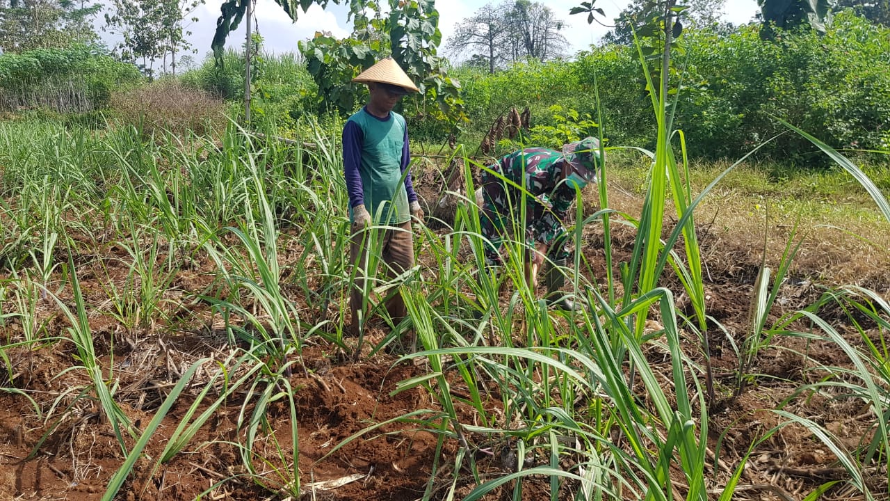 Belajar Berkebun Tanaman Tebu, Anggota Satgas TMMD Bersama Petani melaksanakan Perawatan Tanaman