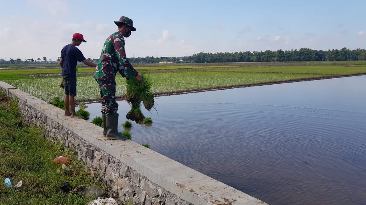 Terjalinnya Keakraban, Satgas TMMD Bantu Warga Pindahkan Bibit Padi