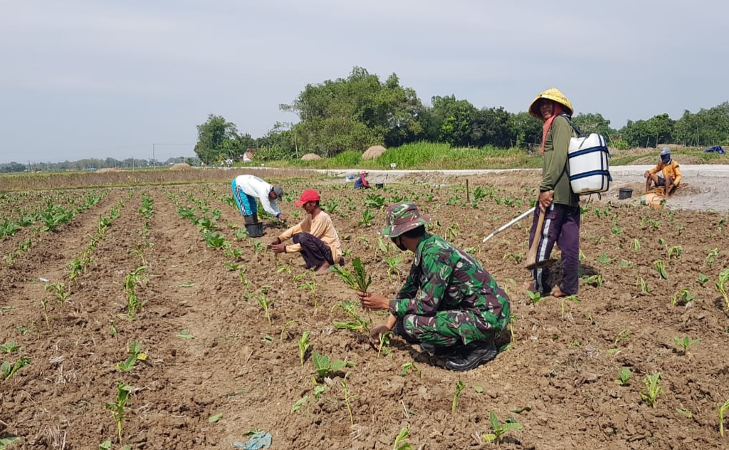 Tanaman Tembakau Yang Mati Perlu dilakukan Penyulaman