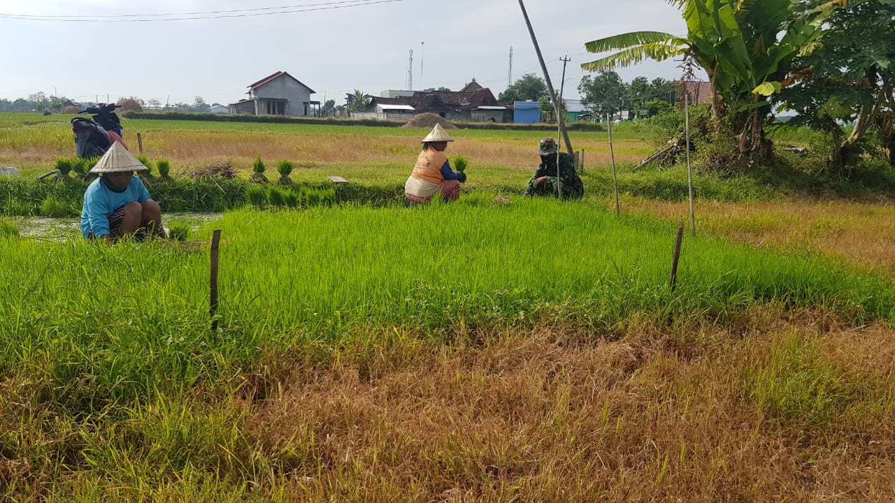 Adanya Jalan Betonisasi TMMD Menghemat Tenaga Warga Saat Memindahkan Bibit Padi