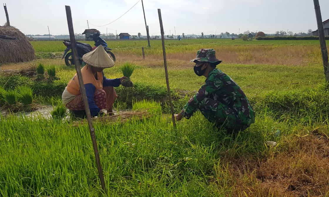 Sukarji Ndaut Bibit Padi Bersama Yatman Sukarji Ndaut Bibit Padi Bersama Yatman