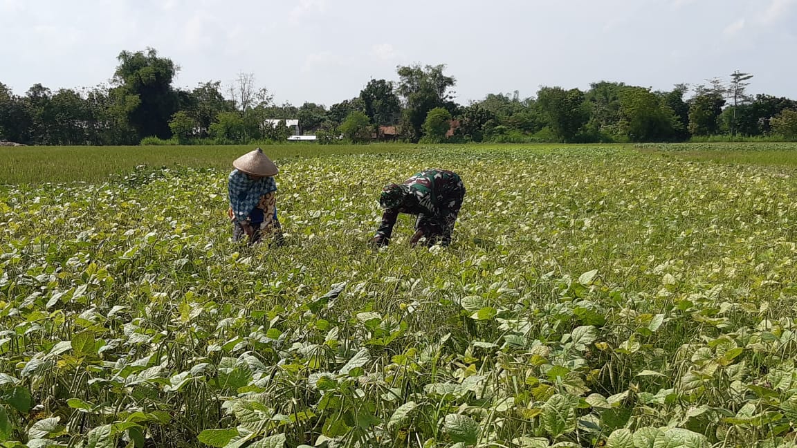 Jaga Kesuburan Tanaman Kacang Hijau, Sertu Kurdiyanto Bantu Petani Cabut Rumput Liar Jaga Kesuburan Tanaman Kacang Hijau, Sertu Kurdiyanto Bantu Petani Cabut Rumput Liar