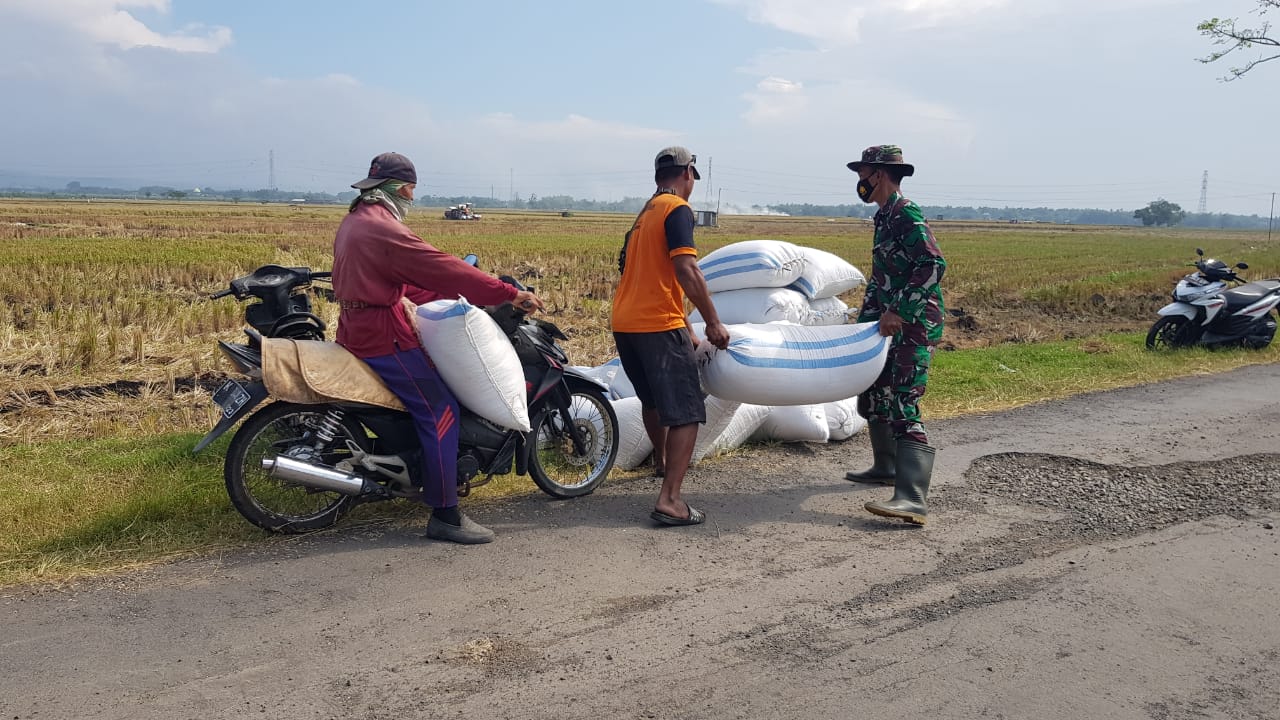 Satgas TMMD Bantu Angkat Gabah Hasil Panen Warga