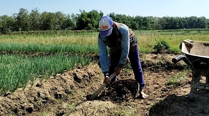 Petani Bawang Merah Desa Tetangga Juga Turut Merasakan Pembangunan Jalan