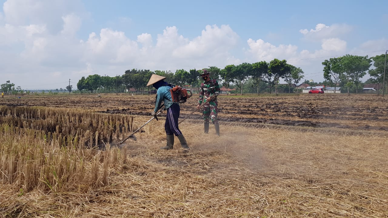 Sebelum Sawah di Traktor, Bersihkan Sisa Batang Jerami Dengan Alat Pemotong Gulma