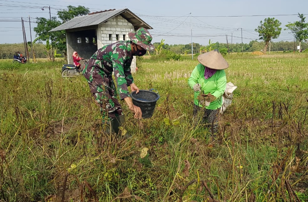 Tanaman Kacang Hijau Sudarmi Telat Dipanen Tanaman Kacang Hijau Sudarmi Telat Dipanen