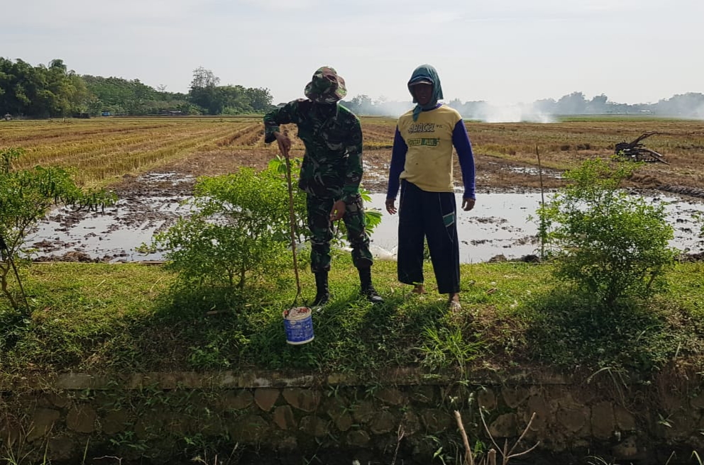 Tanaman Cabai Sunaryo Waktunya Disirami