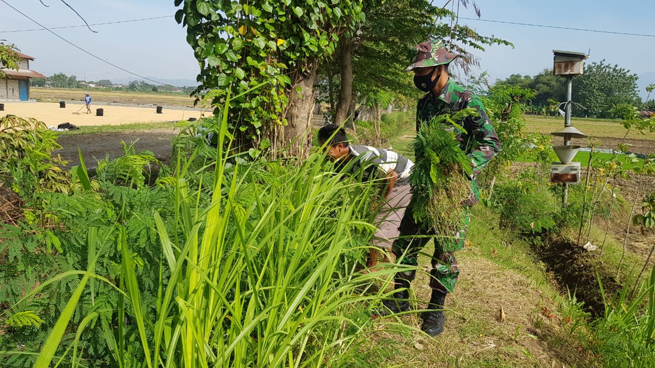 Pencari Pakan Ternak Sangat Bersyukur Dengan Adanya Jalan Baru Di Desa Tamansari Pencari Pakan Ternak Sangat Bersyukur Dengan Adanya Jalan Baru Di Desa Tamansari