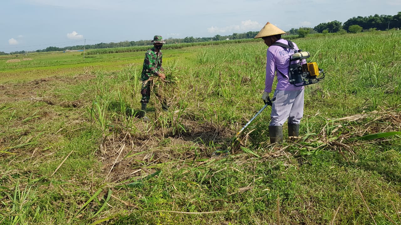 Satgas TMMD Bantu Warga Bersihkan Lahan Tebu Usai Panen