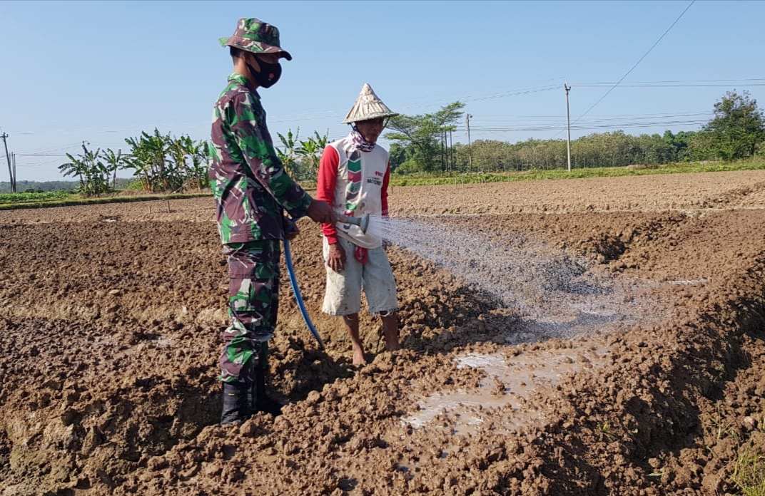 Kebun Samijo Siap Ditanami Bibit Bawang Merah