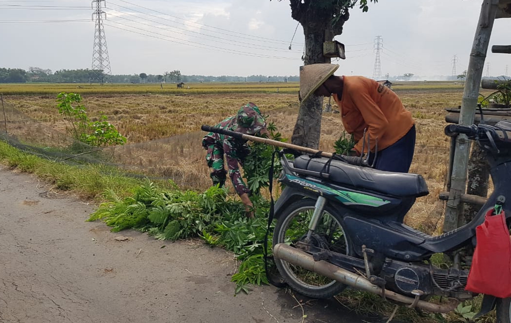 Daun-daunan Paling Disukai Ternak Kambing Pak Warto Daun-daunan Paling Disukai Ternak Kambing Pak Warto