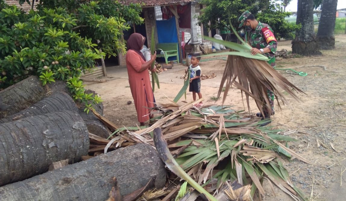 Populasi Pohon Siwalan Di Tamansari Semakin Berkurang Populasi Pohon Siwalan Di Tamansari Semakin Berkurang