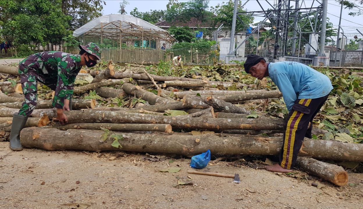 Mahalnya Jati TPK, Jati Kampung Menjadi Solusi Pengusaha Mebel