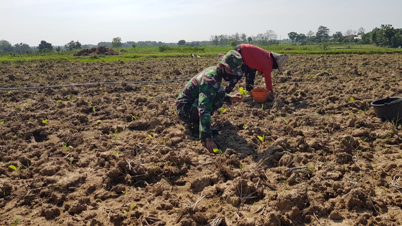 Satgas TMMD Bantu Warga Tanam Sayuran Dengan Cara Tumpang Sari