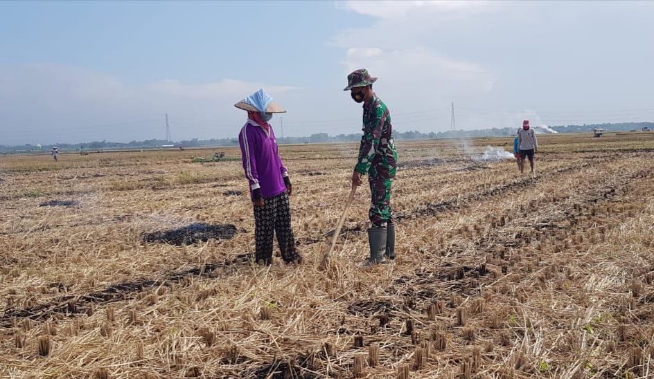 Sarmini Persiapkan Lahan Untuk Tanaman Kacang Hijau