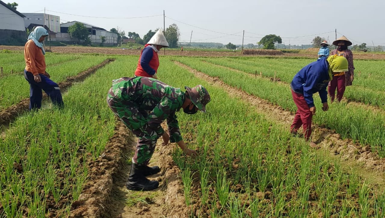 Waktunya Bebaskan Tanaman Bawang Merah Dari Gangguan Rumput Liar