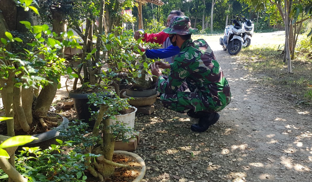 Budidaya Bonsai Sartono Hasilkan Keuntungan Jutaan Rupiah