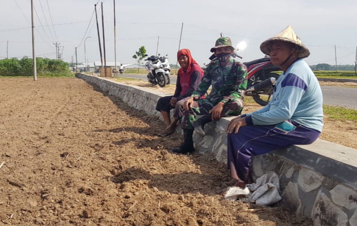 Serda Sukarji Belajar Cara Mengolah Lahan Tanaman Cabai Serda Sukarji Belajar Cara Mengolah Lahan Tanaman Cabai