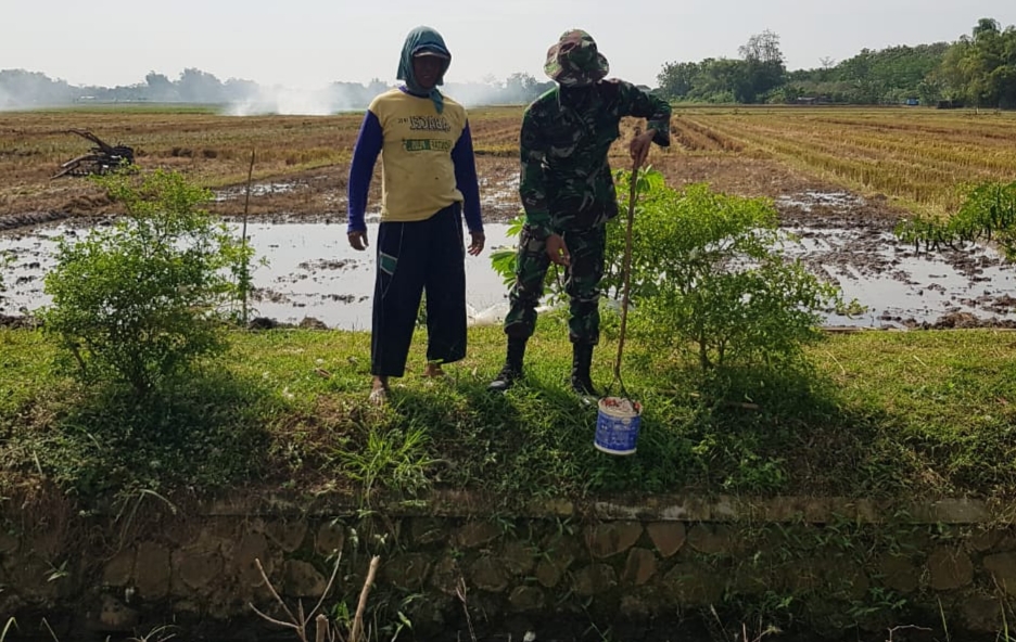 Petani Cabai Desa Tamansari Kebutuhan Air Untuk Penyiraman Masih Aman