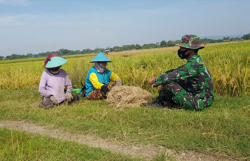 Serda Sukarji Jagong Bareng Emak-emak Di Sawah Serda Sukarji Jagong Bareng Emak-emak Di Sawah