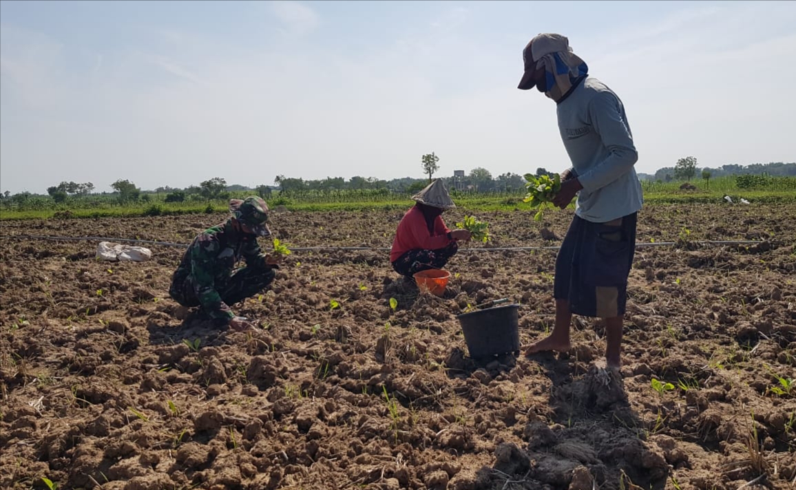 Menanam Sayuran Terong Di Kebun Pak Senen