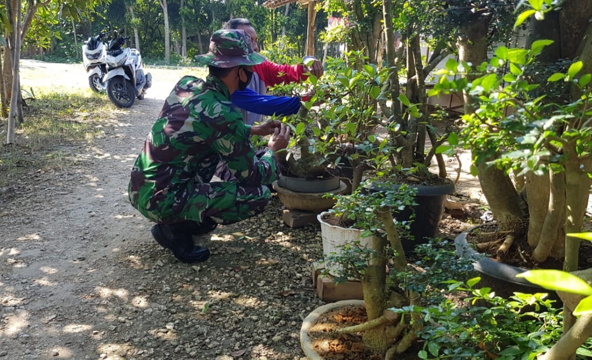 Serda Sukarji Belajar Cara Budidaya Tanaman Bonsai