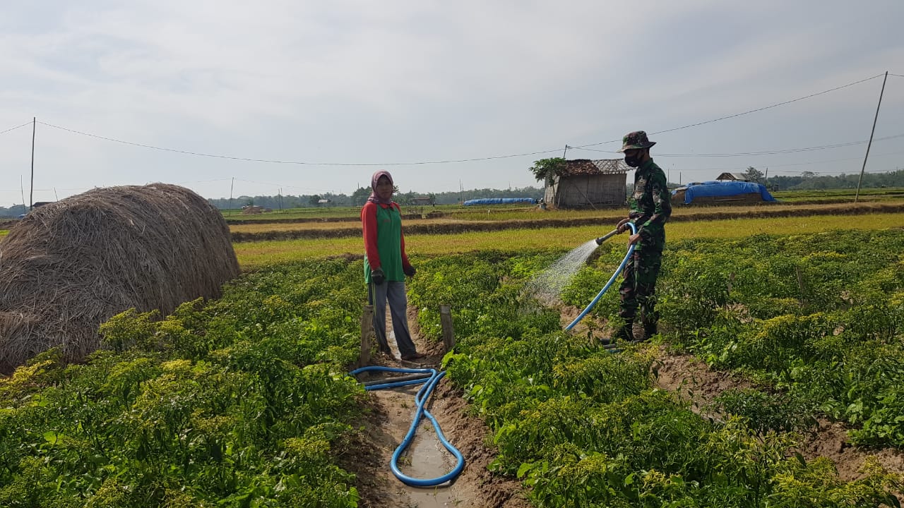 Petani Cabai Semangat Bekerja Dengan selesainya Jalan Betonisasi TMMD Petani Cabai Semangat Bekerja Dengan selesainya Jalan Betonisasi TMMD