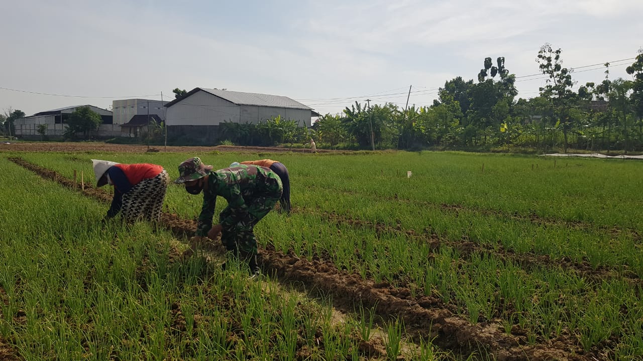 Adanya Jalan Baru Mudahkan Petani Saat Panen Angkut Bawang Merah