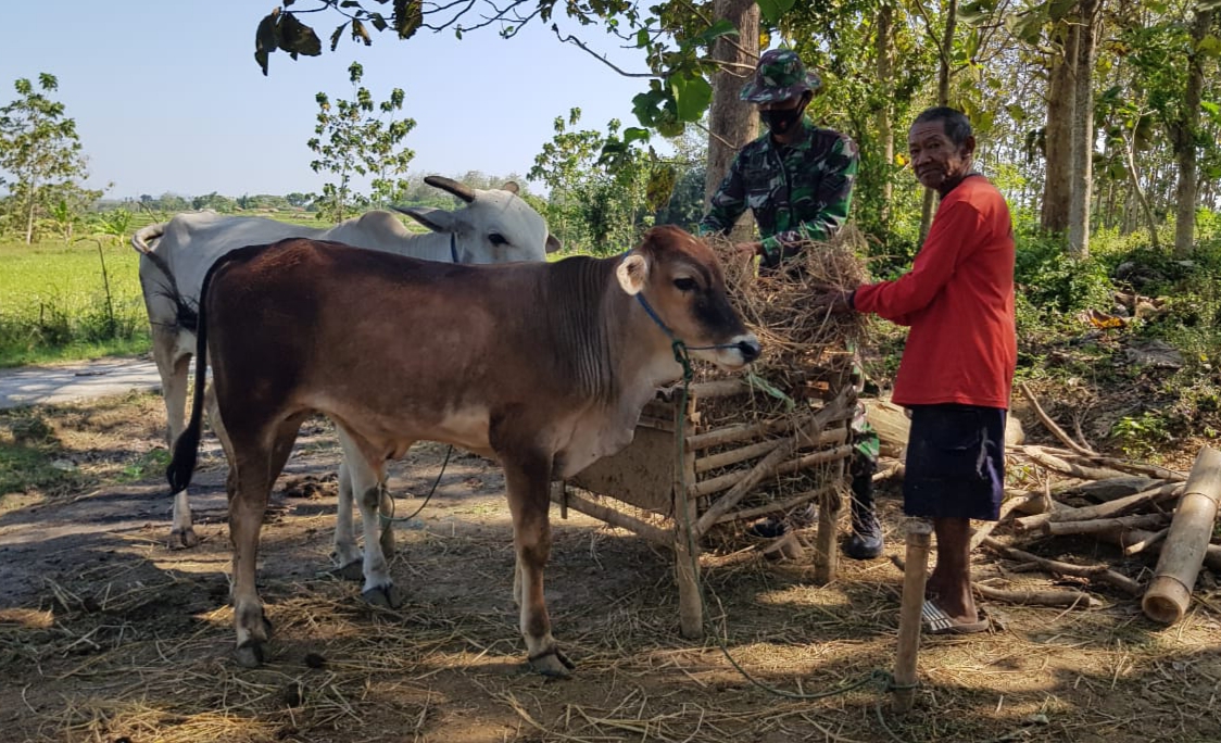 Serda Sukarji Sambangi Ternak Sapi Rusdi