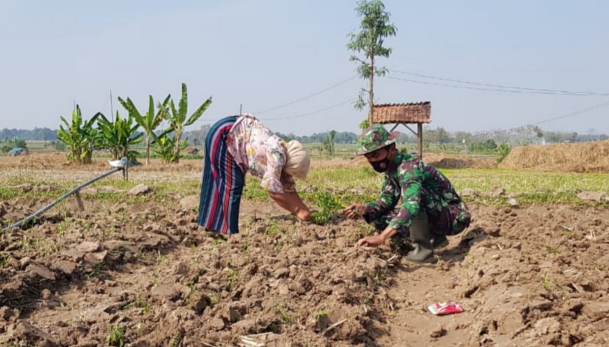 Tanam Bibit Cabai Bersama Ibu Marfu’ah