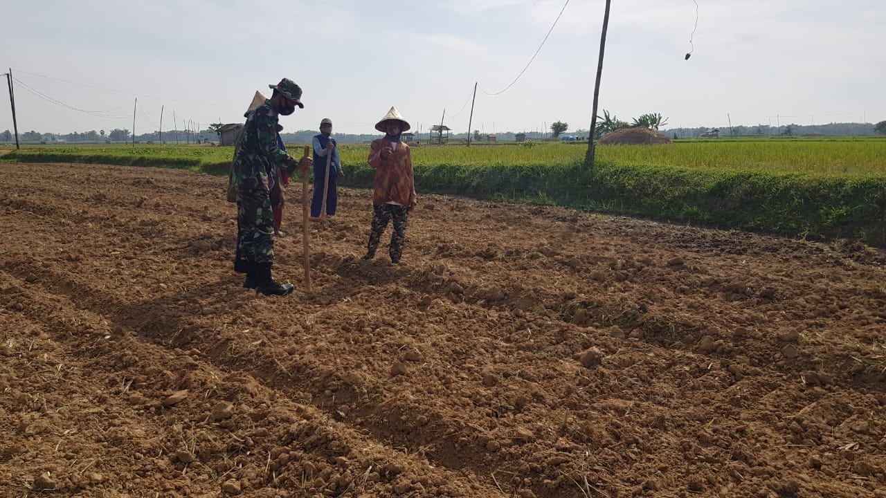 Petani Kacang Hijau Terbantu Dengan Dibangunnya Jalan TMMD Petani Kacang Hijau Terbantu Dengan Dibangunnya Jalan TMMD