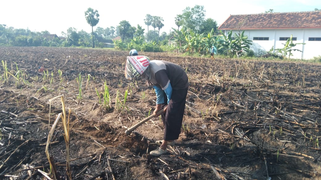 Sarman Kembali Berkebun Setelah Sehari – hari Ikut TMMD Sarman Kembali Berkebun Setelah Sehari – hari Ikut TMMD