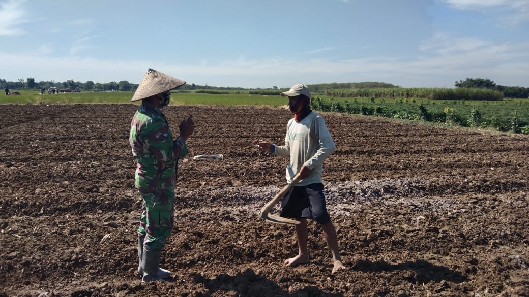 Keakraban Satgas TMMD Dalam Membantu Sanusi  Menanam Bawang Merah Keakraban Satgas TMMD Dalam Membantu Sanusi  Menanam Bawang Merah