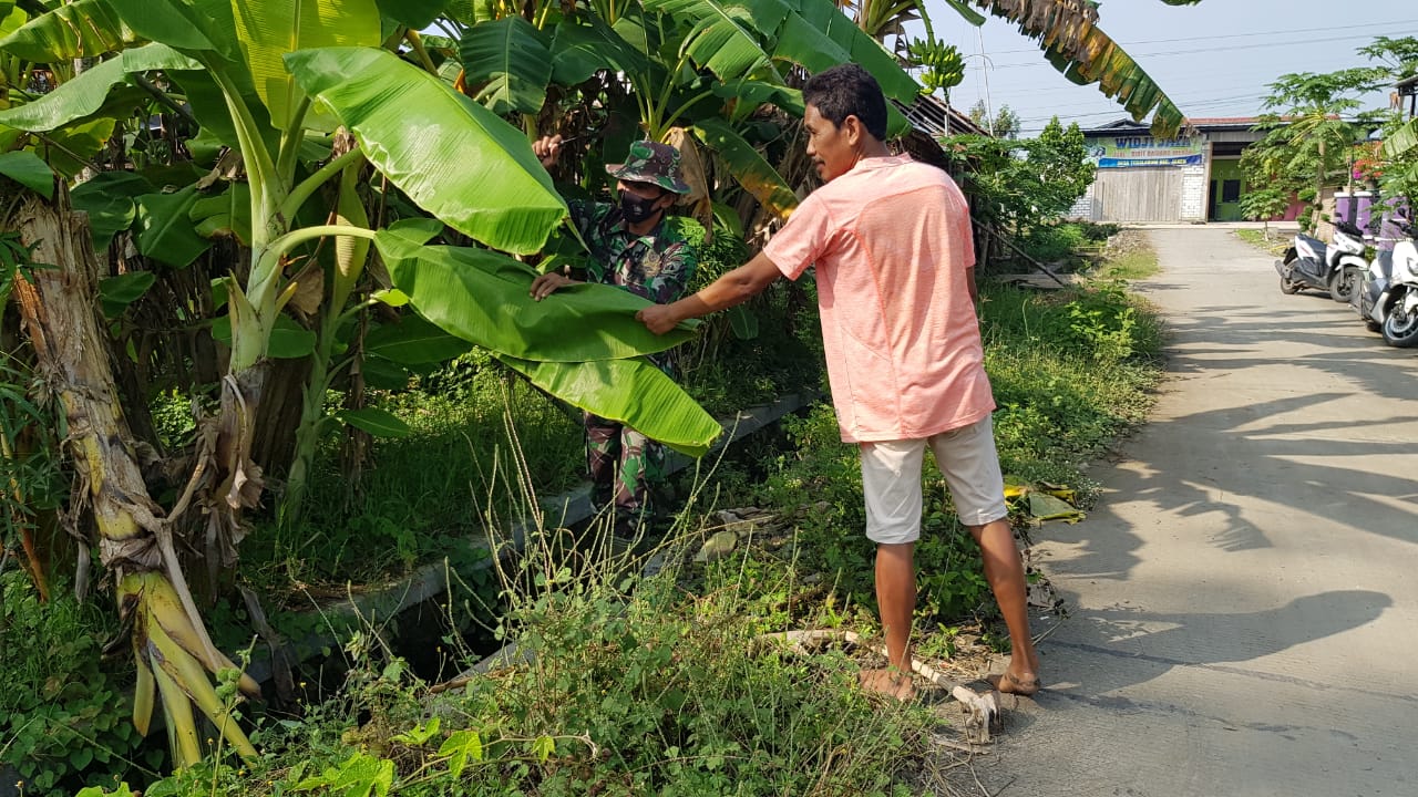 Satgas TMMD Bantu Warga Bersikan Kebun Pisang