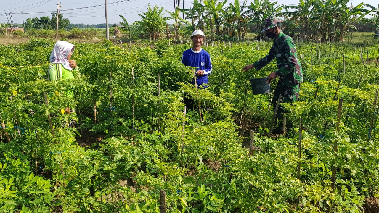 Satgas TMMD Belajar Dari Warga Cara Memanen Cabai Rawit Yang Baik