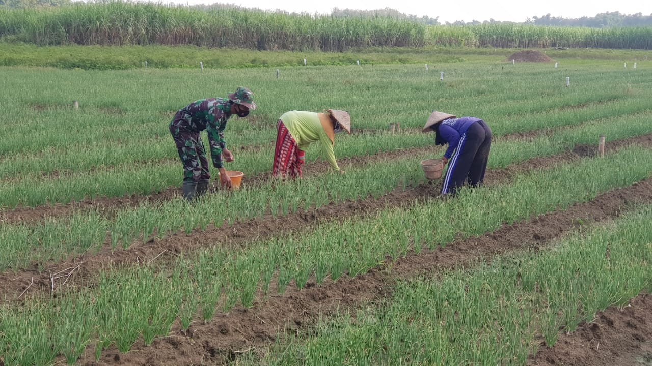 Satgas TMMD Bantu Penyiangan  Budidaya Bawang Merah Milik Warga Tamansari