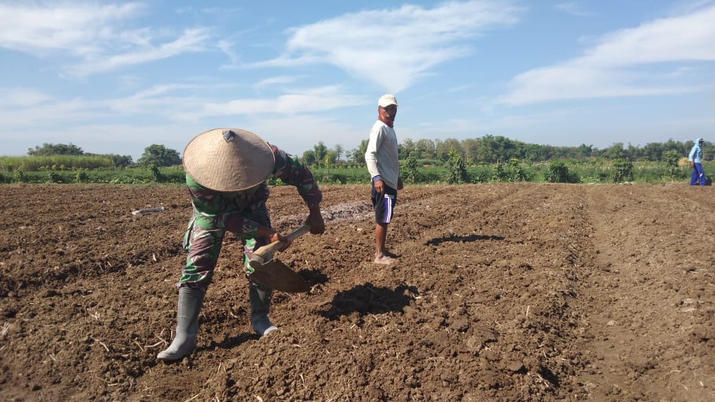 Satgas TMMD Bantu Petani Untuk tanam bawang merah