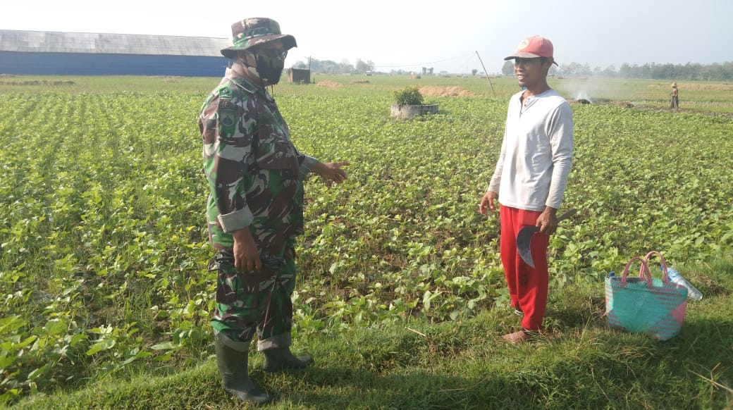 Manfaatkan Waktu Satgas TMMD Membantu Petani Merawat Tanaman Kacang Hijau Manfaatkan Waktu Satgas TMMD Membantu Petani Merawat Tanaman Kacang Hijau