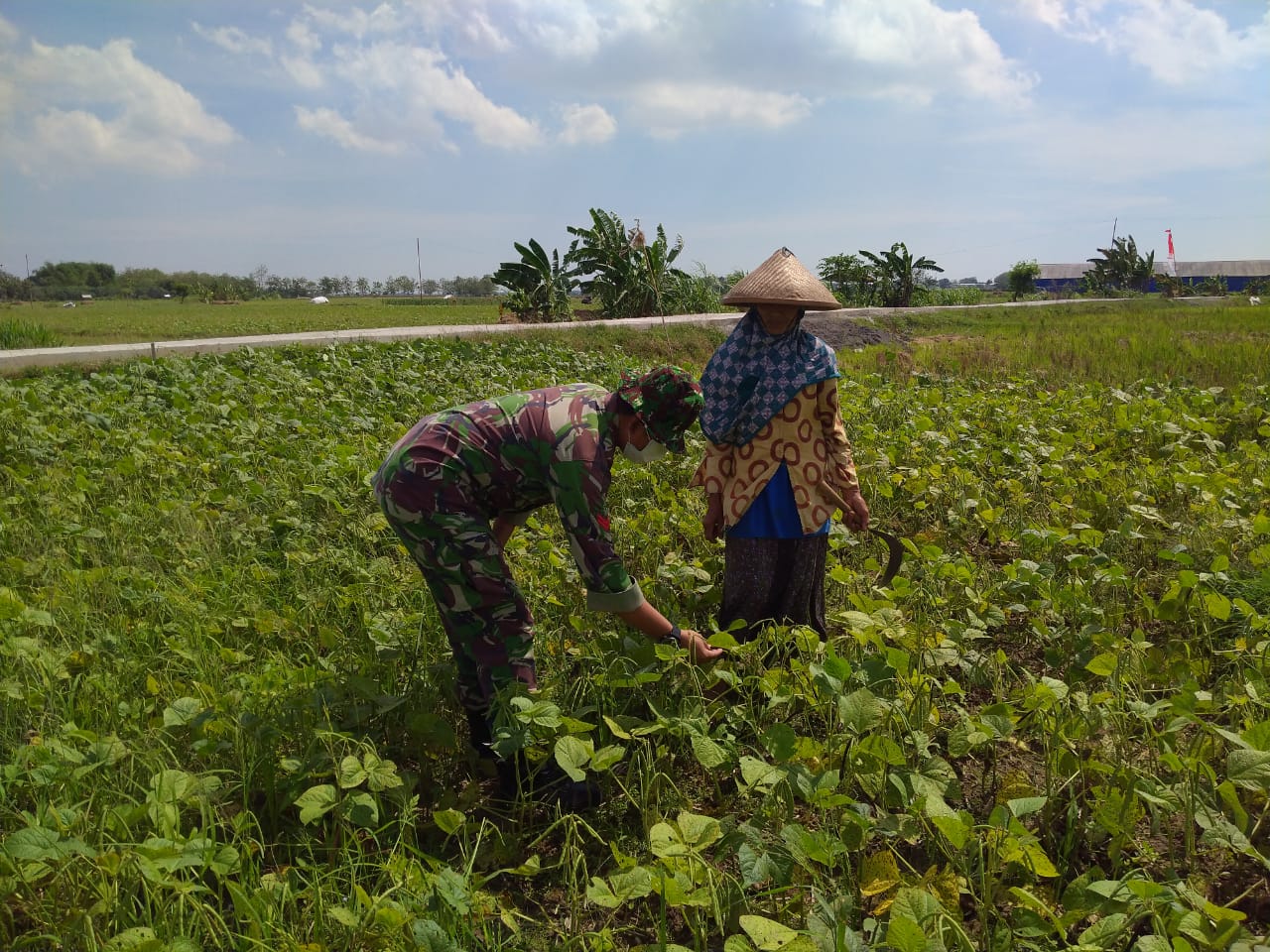 Ladang Mbah Masrukah Berada Dipinggir Jalan Betonisasi Yang Dibangun Oleh Satgas TMMD