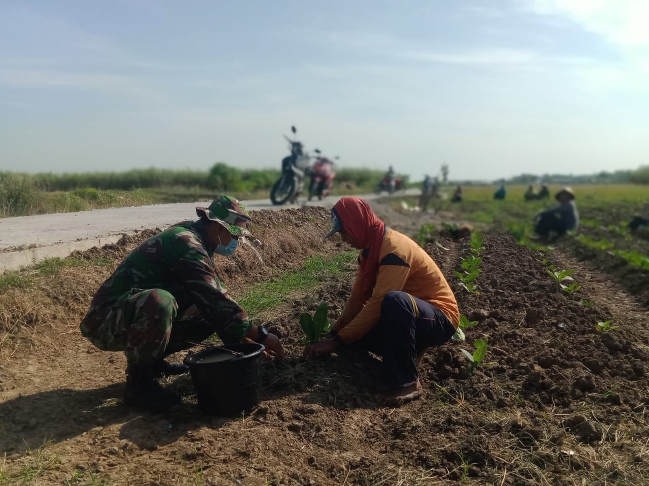Anggota Satgas TMMD Belajar Ilmu Tanam Tembakau Anggota Satgas TMMD Belajar Ilmu Tanam Tembakau