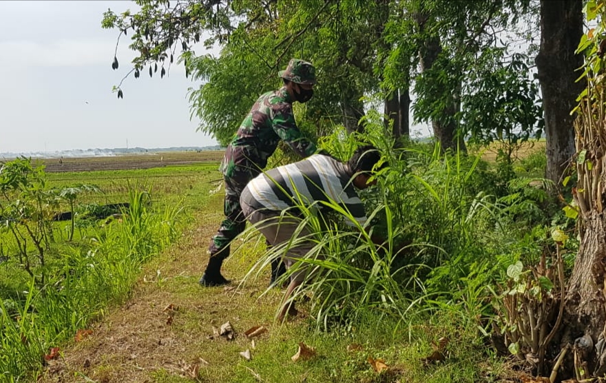 Warga Tamansari Masih Andalkan Rumput Sebagai Pakan Ternak