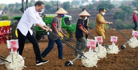 Presiden Jokowi Berharap Kebutuhan Jagung Nasional Tercukupi