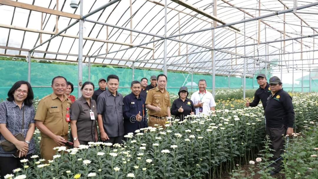Jelang TIFF 2023, Walikota Caroll Pantau Kesiapan Budidaya Bunga Krisan Jelang TIFF 2023, Walikota Caroll Pantau Kesiapan Budidaya Bunga Krisan