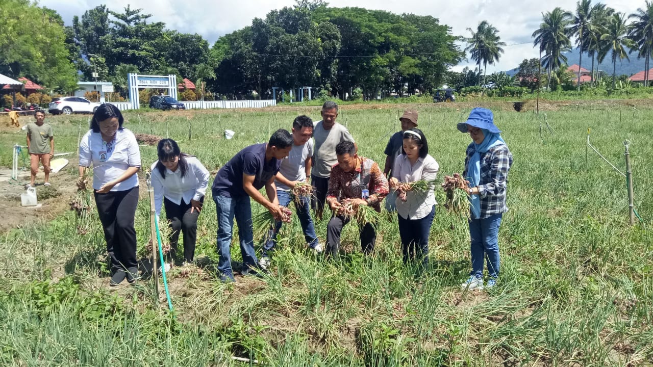 Panen Raya Bawang Merah di Bolmong, Sinergi Program Marijo Bakobong