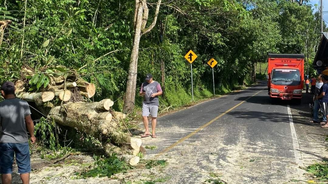 BPBD Tomohon Berhasil Bersihkan Pohon Roboh di Ruas Tomohon – Tondano