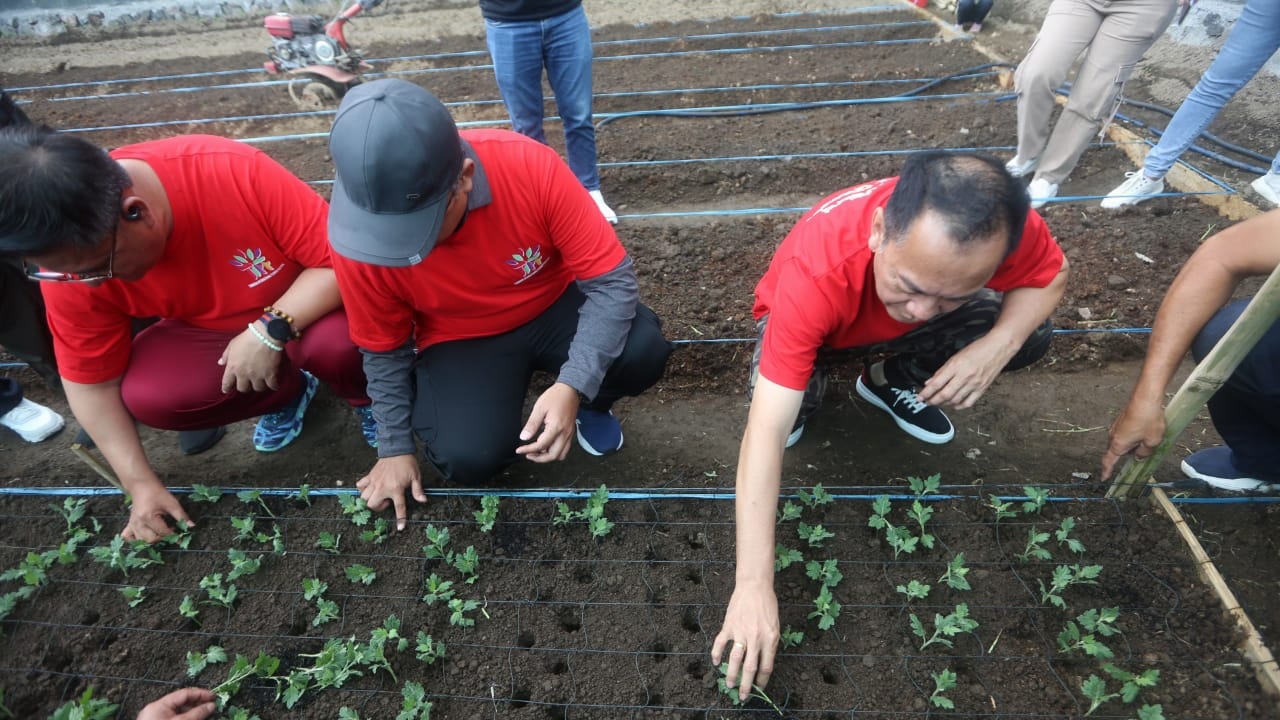 Walikota Caroll Tanam Perdana Bibit Bunga Krisan Untuk TIFF 2024