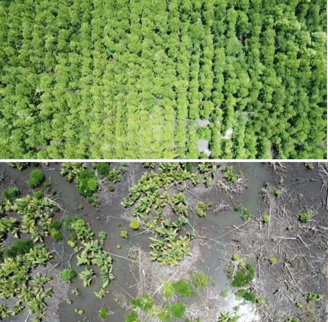 Hutan bakau yang gundul dan ditanam kembali