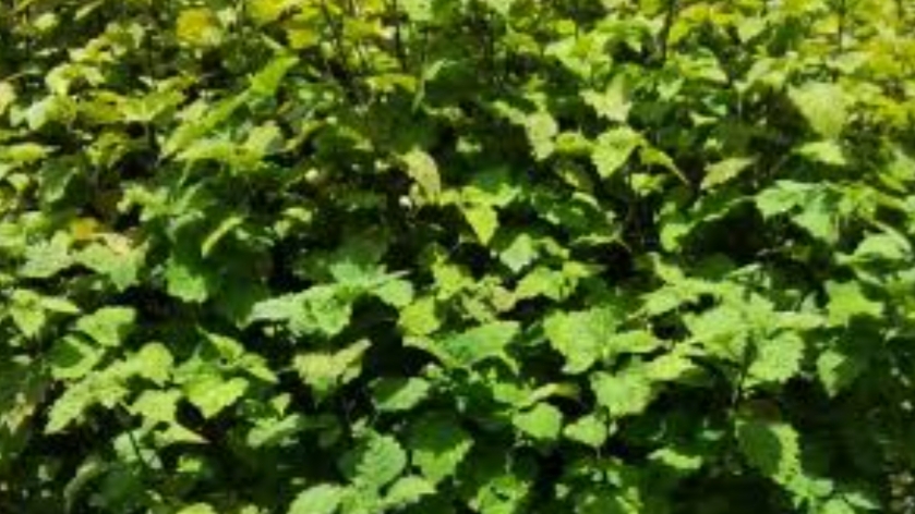 Harga Minyak Nilam Turun, Petani Desak Pemerintah Daerah Siapkan Alat Penyulingan
